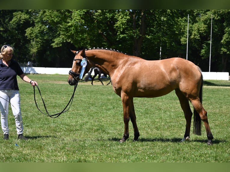 Deutsches Reitpony Stute 4 Jahre 145 cm Hellbrauner in Degersheim
