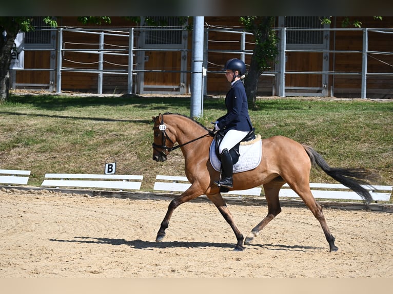 Deutsches Reitpony Stute 4 Jahre 145 cm Hellbrauner in Degersheim