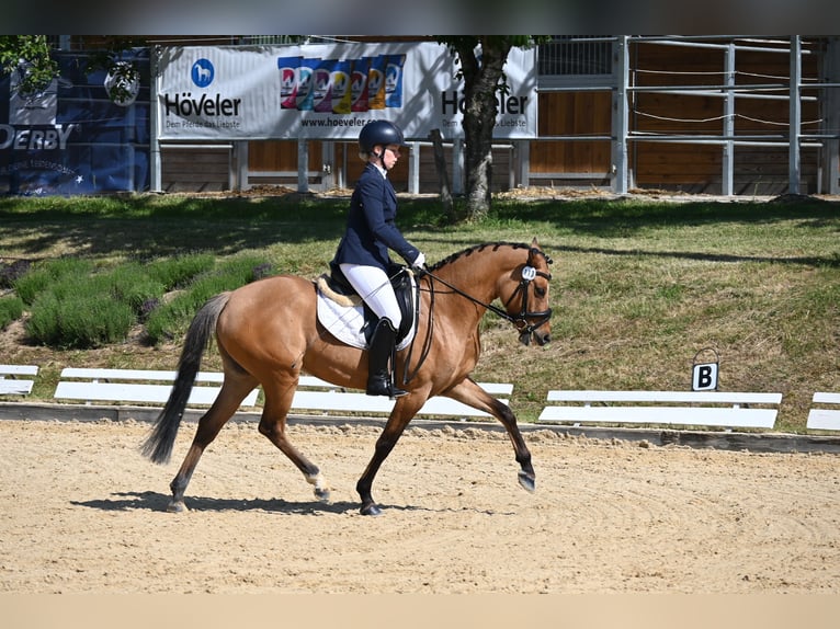 Deutsches Reitpony Stute 4 Jahre 145 cm Hellbrauner in Degersheim