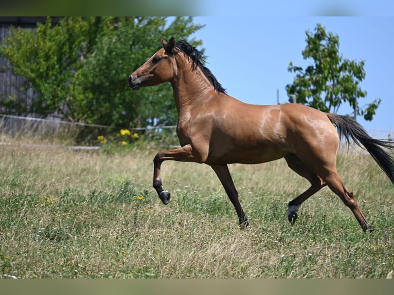 Deutsches Reitpony Stute 4 Jahre 145 cm Hellbrauner in Degersheim