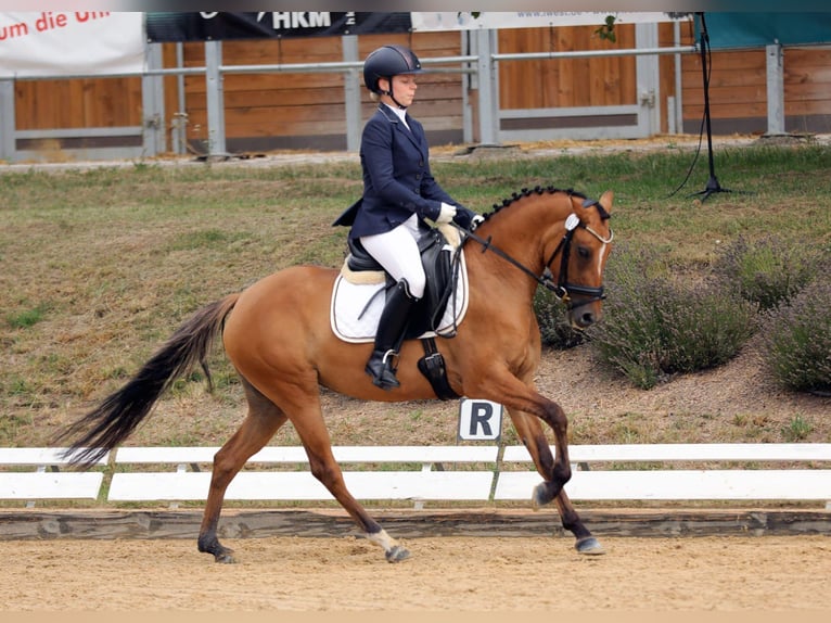 Deutsches Reitpony Stute 4 Jahre 145 cm Hellbrauner in Degersheim