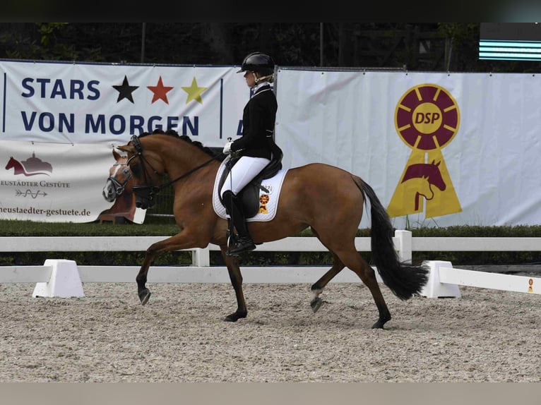 Deutsches Reitpony Stute 4 Jahre 145 cm Hellbrauner in Degersheim