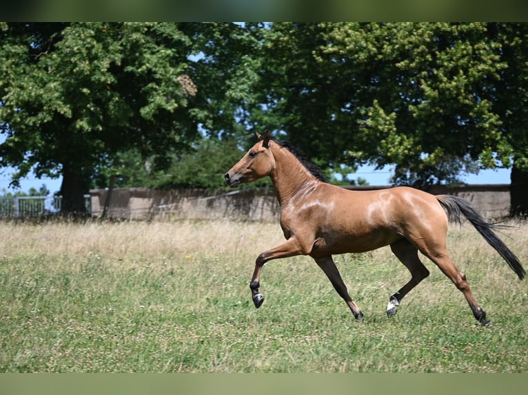 Deutsches Reitpony Stute 4 Jahre 145 cm Hellbrauner in Degersheim
