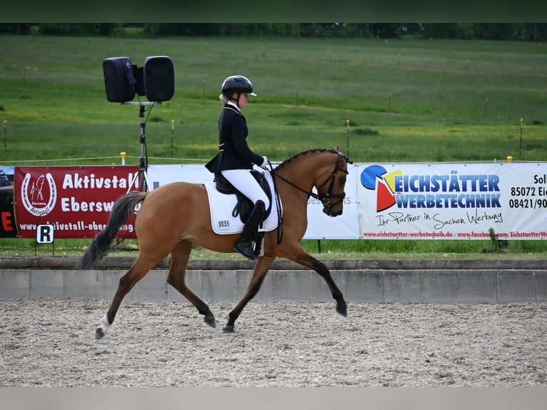Deutsches Reitpony Stute 4 Jahre 145 cm Hellbrauner in Degersheim