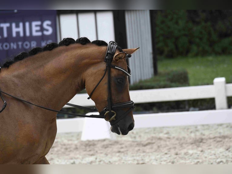 Deutsches Reitpony Stute 4 Jahre 145 cm Hellbrauner in Degersheim