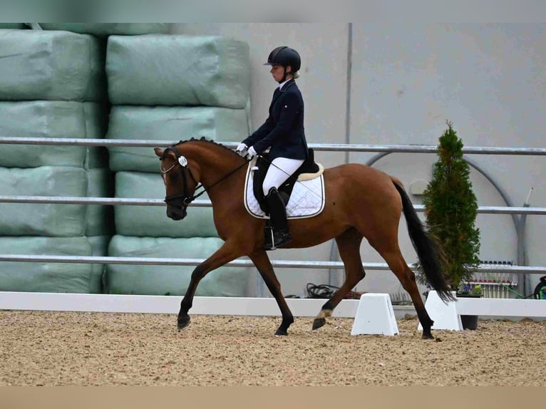 Deutsches Reitpony Stute 4 Jahre 145 cm Hellbrauner in Degersheim