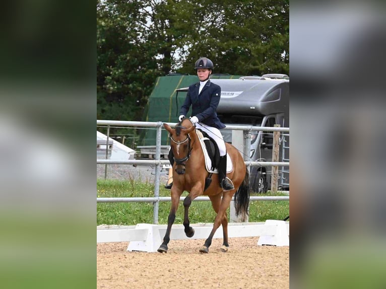 Deutsches Reitpony Stute 4 Jahre 145 cm Hellbrauner in Degersheim