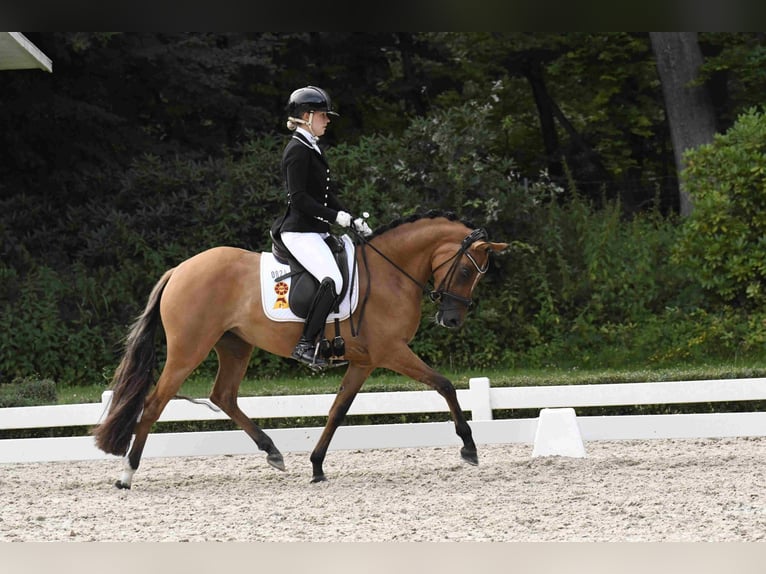 Deutsches Reitpony Stute 4 Jahre 145 cm Hellbrauner in Degersheim