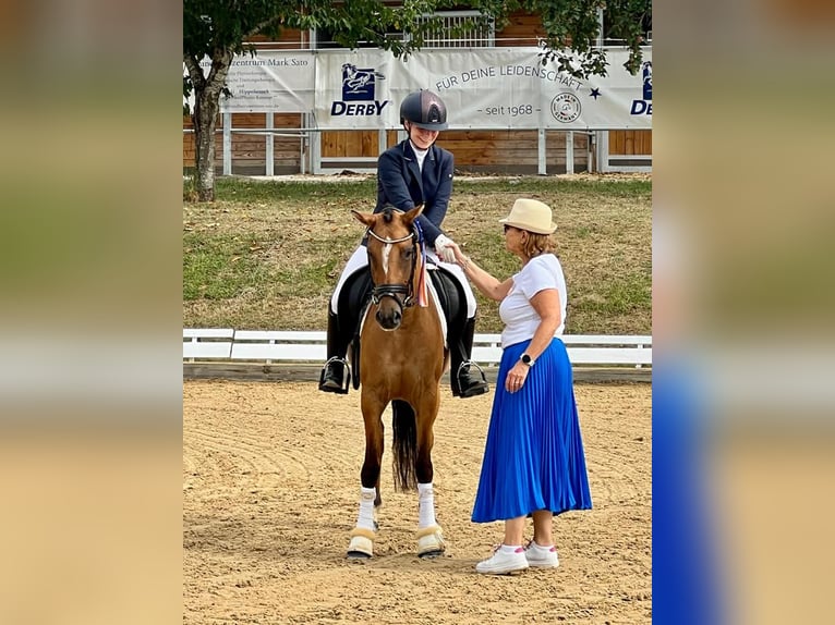 Deutsches Reitpony Stute 4 Jahre 145 cm Hellbrauner in Degersheim