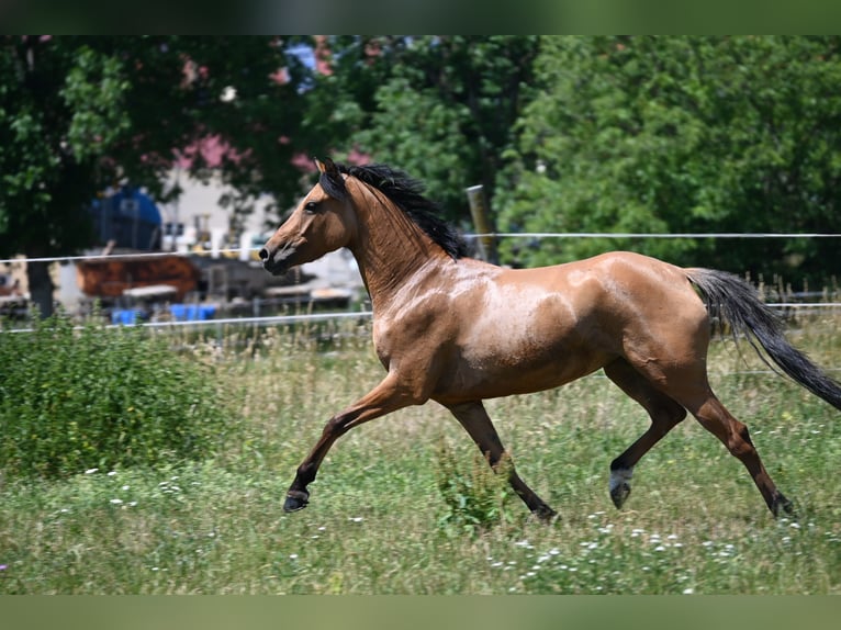 Deutsches Reitpony Stute 4 Jahre 145 cm Hellbrauner in Degersheim