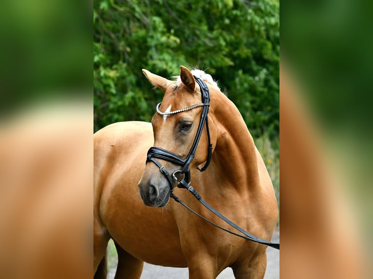 Deutsches Reitpony Stute 4 Jahre 145 cm Palomino in Kamern
