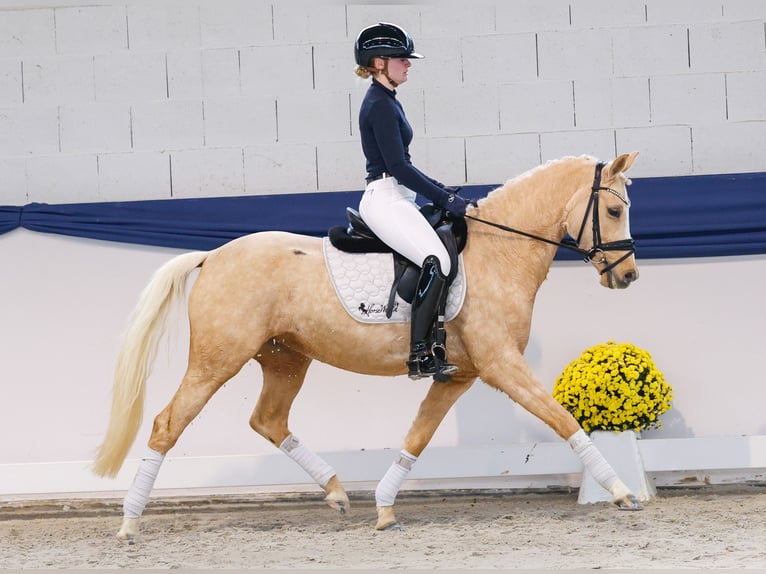 Deutsches Reitpony Stute 4 Jahre 145 cm Palomino in Marsberg