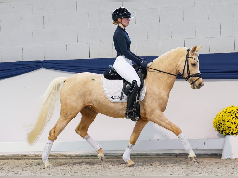 Deutsches Reitpony Stute 4 Jahre 145 cm Palomino in Marsberg