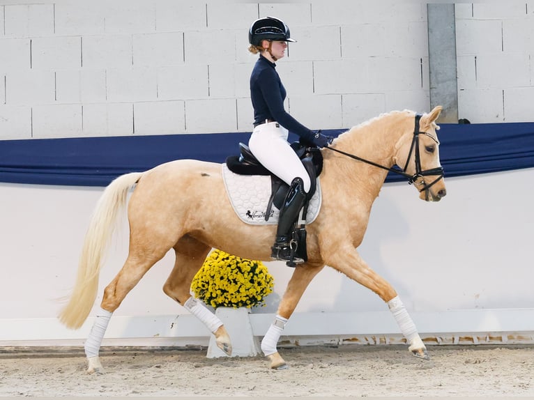 Deutsches Reitpony Stute 4 Jahre 145 cm Palomino in Marsberg