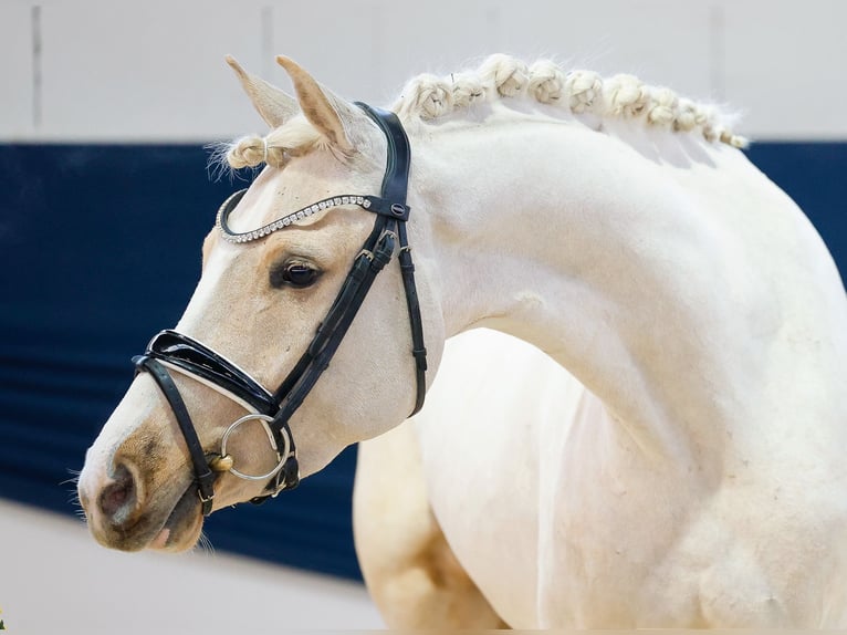 Deutsches Reitpony Stute 4 Jahre 145 cm Palomino in Marsberg