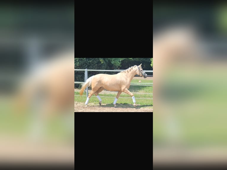 Deutsches Reitpony Stute 4 Jahre 145 cm Palomino in Mörel