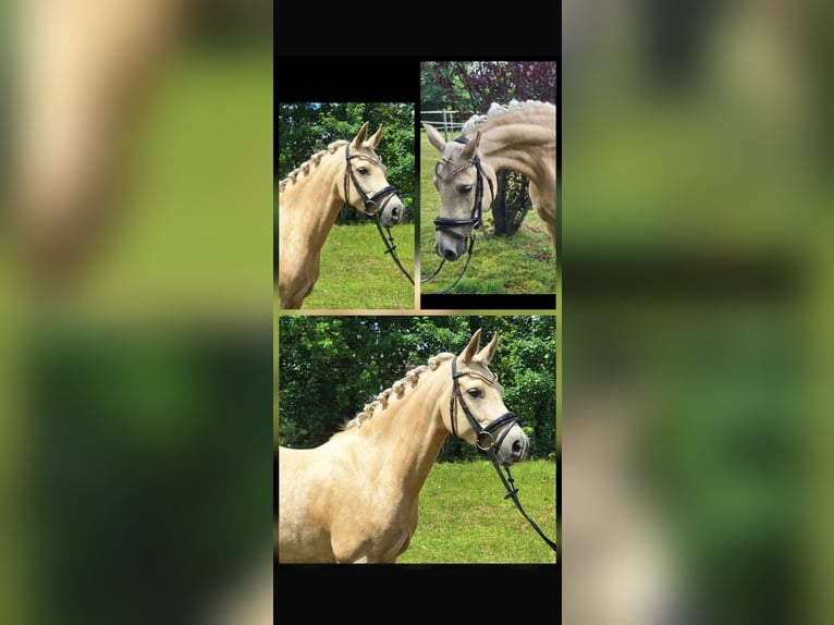 Deutsches Reitpony Stute 4 Jahre 145 cm Palomino in Mörel