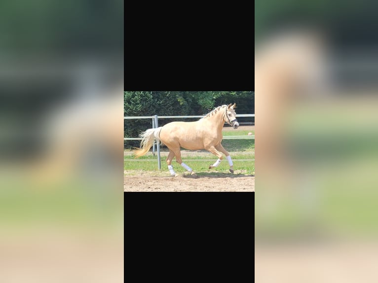 Deutsches Reitpony Stute 4 Jahre 145 cm Palomino in Mörel