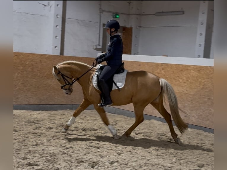 Deutsches Reitpony Stute 4 Jahre 145 cm Palomino in Treuenbrietzen