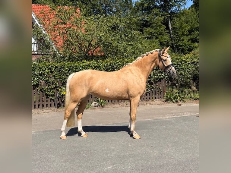 Deutsches Reitpony Stute 4 Jahre 145 cm Palomino in Dötlingen