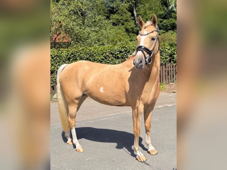 Deutsches Reitpony Stute 4 Jahre 145 cm Palomino in Dötlingen