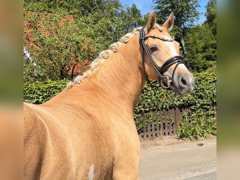 Deutsches Reitpony Stute 4 Jahre 145 cm Palomino in Dötlingen