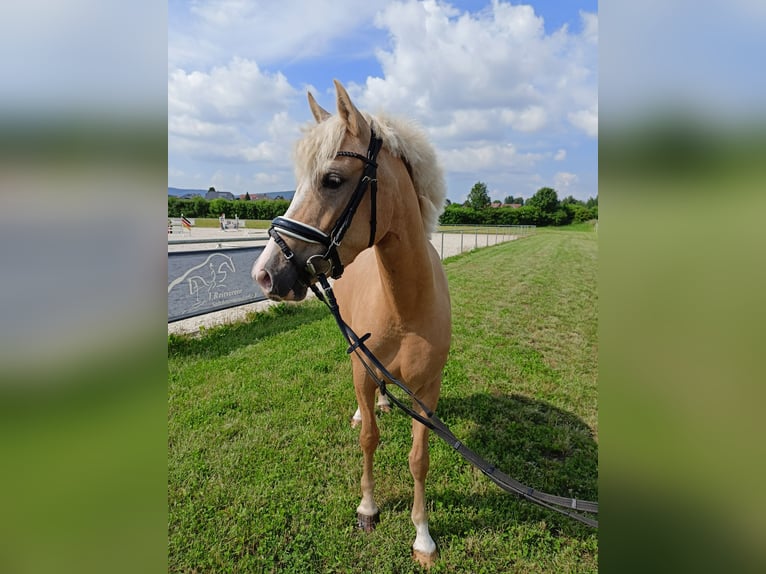 Deutsches Reitpony Stute 4 Jahre 145 cm Palomino in Salzhemmendorf