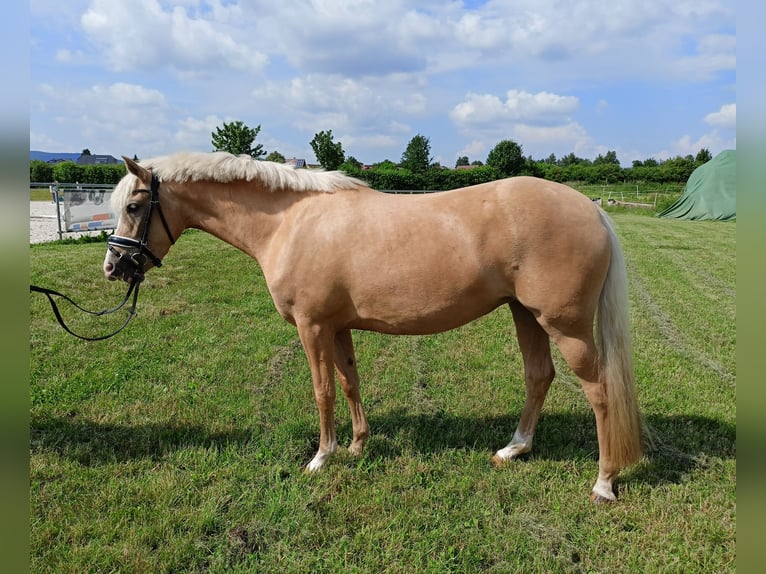 Deutsches Reitpony Stute 4 Jahre 145 cm Palomino in Salzhemmendorf