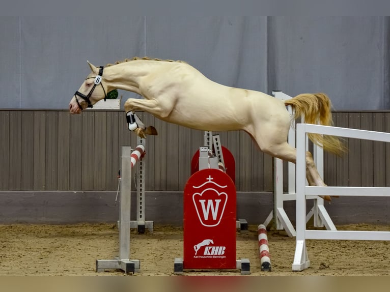 Deutsches Reitpony Stute 4 Jahre 145 cm Perlino in Bottrop