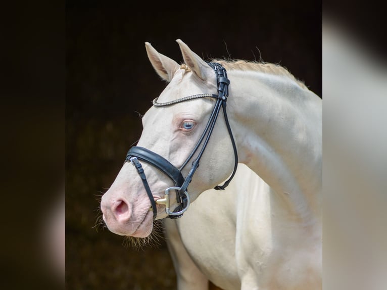 Deutsches Reitpony Stute 4 Jahre 145 cm Perlino in Bottrop