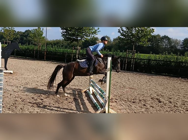 Deutsches Reitpony Stute 4 Jahre 145 cm Rappe in Haren Deutsches Reitpony Stute 4 Jahre 145 cm Rappe in Haren