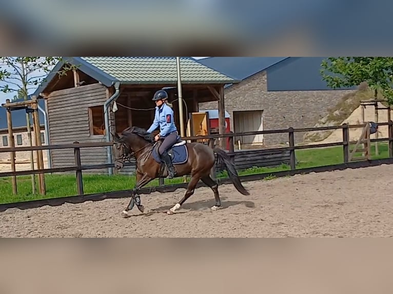 Deutsches Reitpony Stute 4 Jahre 145 cm Rappe in Haren Deutsches Reitpony Stute 4 Jahre 145 cm Rappe in Haren