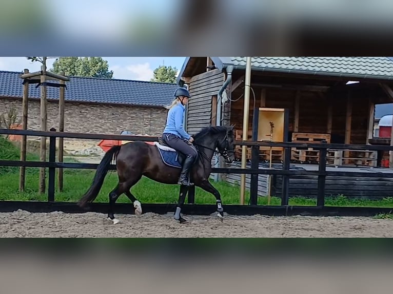 Deutsches Reitpony Stute 4 Jahre 145 cm Rappe in Haren Deutsches Reitpony Stute 4 Jahre 145 cm Rappe in Haren