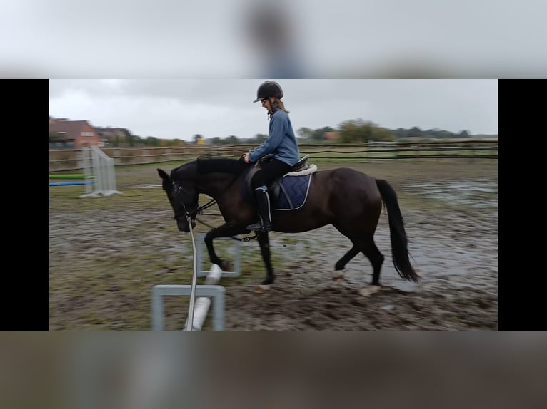 Deutsches Reitpony Stute 4 Jahre 145 cm Rappe in Haren Deutsches Reitpony Stute 4 Jahre 145 cm Rappe in Haren