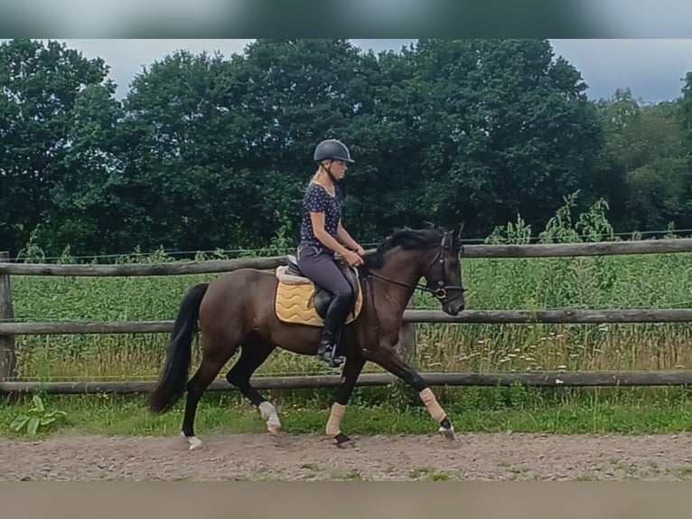 Deutsches Reitpony Stute 4 Jahre 145 cm Rappe in Haren