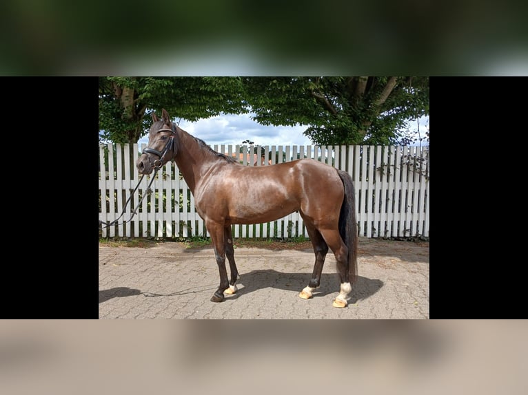 Deutsches Reitpony Stute 4 Jahre 145 cm Rappe in Haren