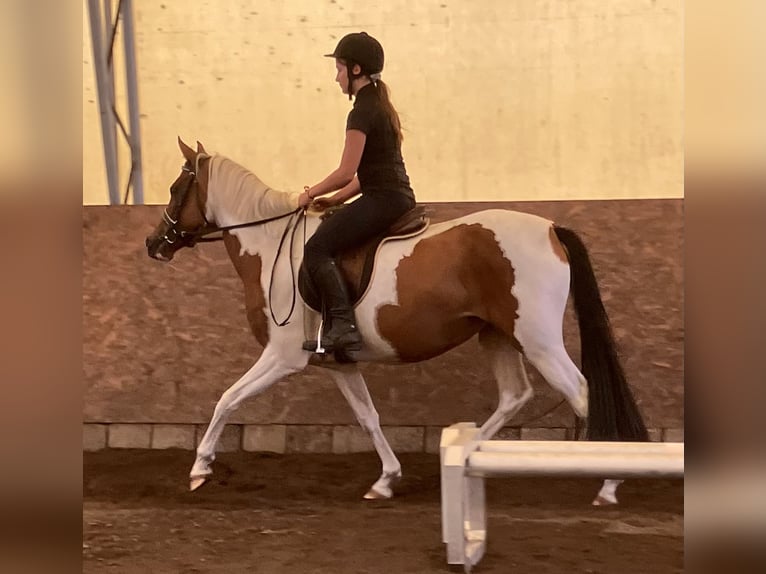 Deutsches Reitpony Stute 4 Jahre 145 cm Schecke in Altmärkische Höhe
