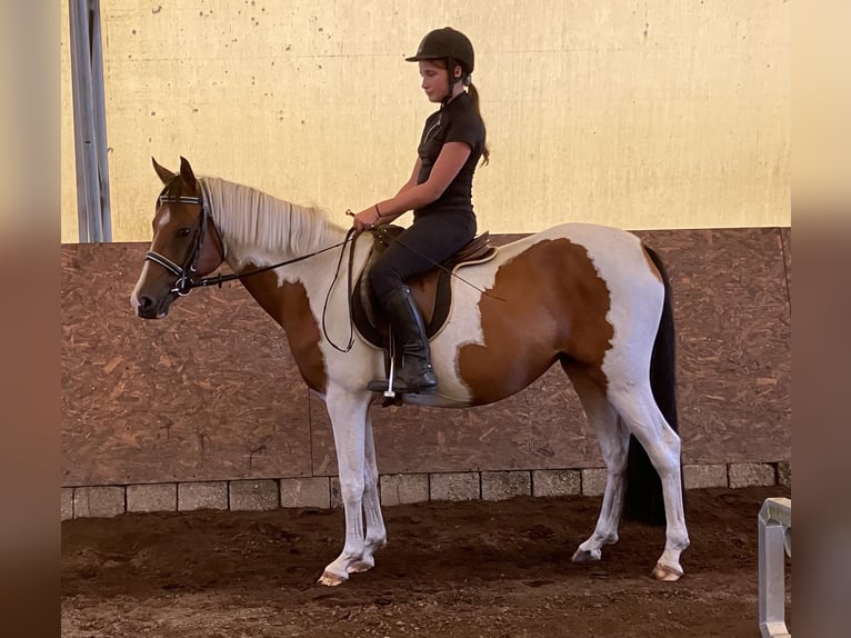 Deutsches Reitpony Stute 4 Jahre 145 cm Schecke in Altmärkische Höhe