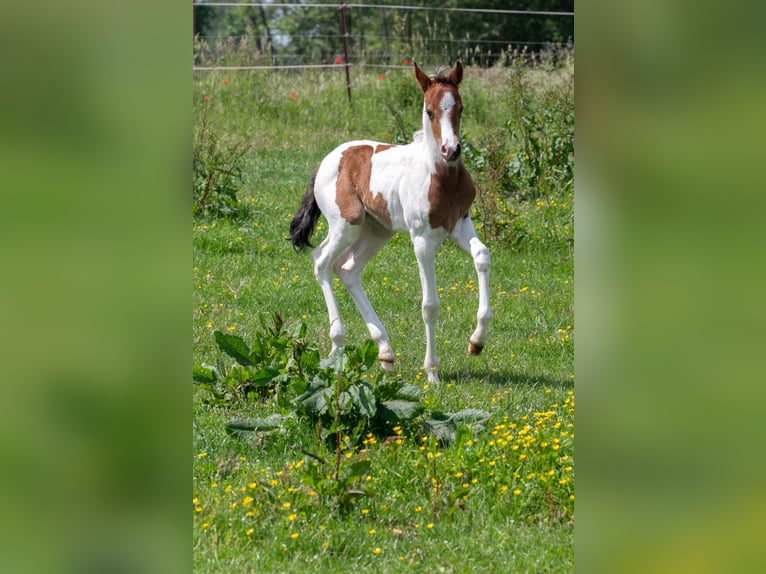 Deutsches Reitpony Stute 4 Jahre 145 cm Schecke in Altmärkische Höhe
