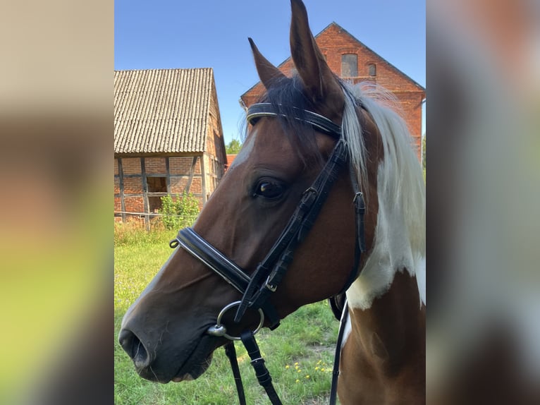 Deutsches Reitpony Stute 4 Jahre 145 cm Schecke in Altmärkische Höhe