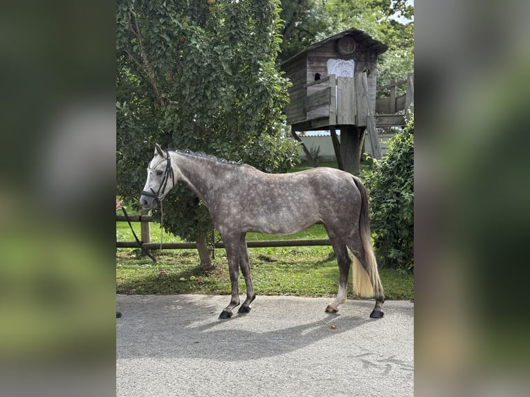 Deutsches Reitpony Stute 4 Jahre 145 cm Schimmel in Inning am Ammersee