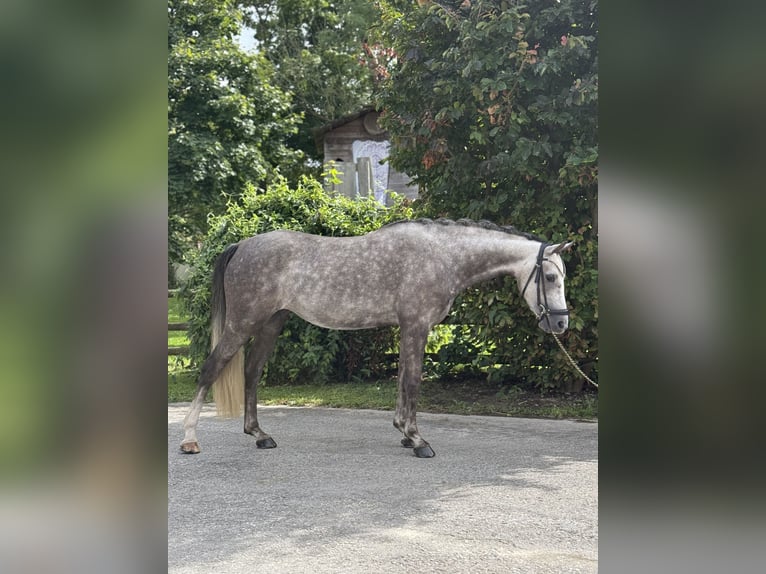 Deutsches Reitpony Stute 4 Jahre 145 cm Schimmel in Inning am Ammersee