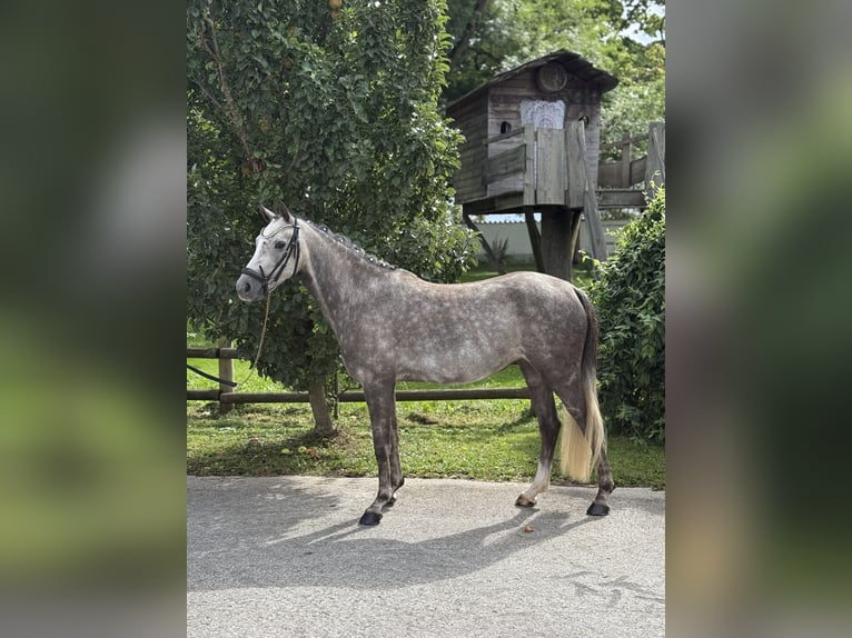 Deutsches Reitpony Stute 4 Jahre 145 cm Schimmel in Inning am Ammersee