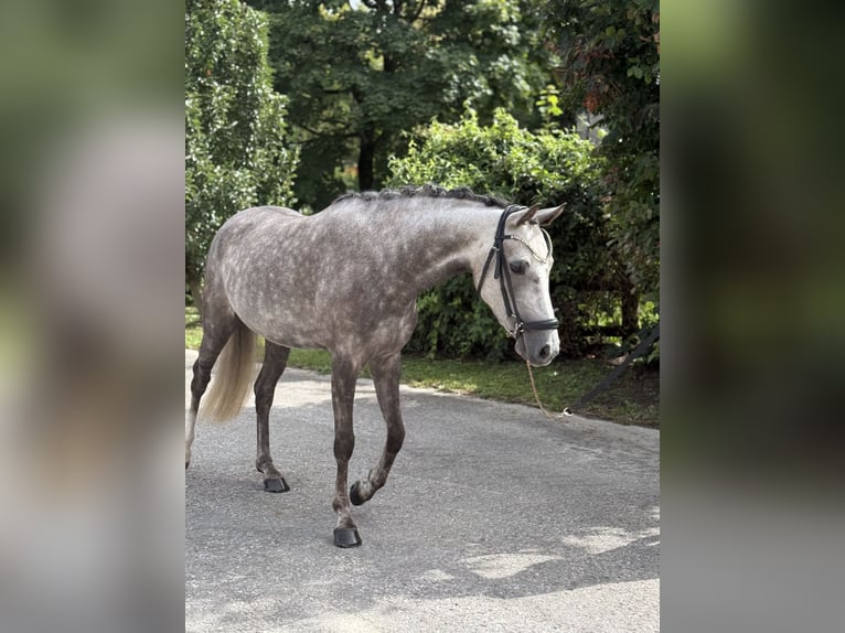 Deutsches Reitpony Stute 4 Jahre 145 cm Schimmel in Inning am Ammersee
