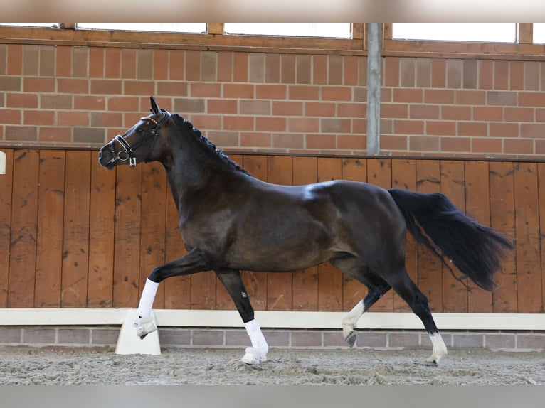 Deutsches Reitpony Stute 4 Jahre 146 cm Brauner in Cappeln