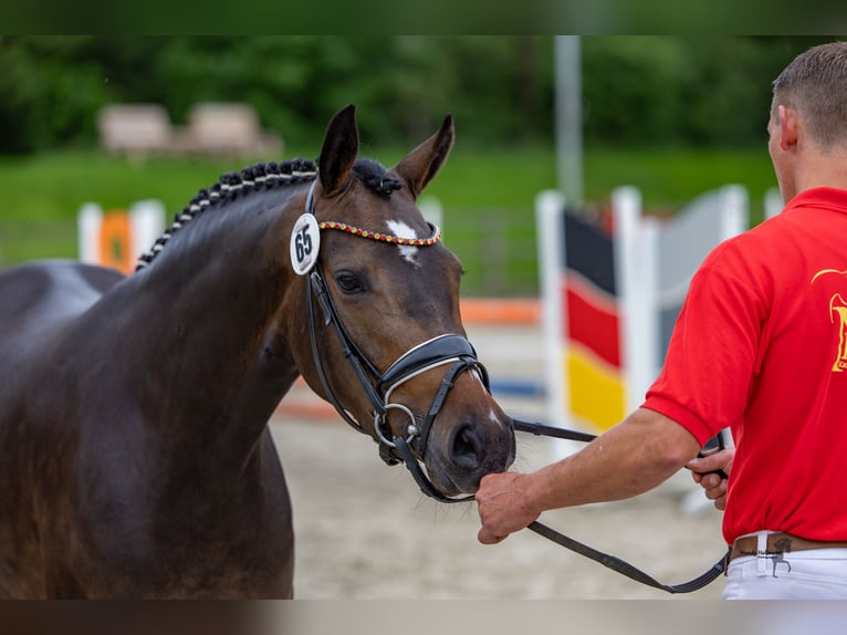 Deutsches Reitpony Stute 4 Jahre 146 cm Brauner in Cappeln