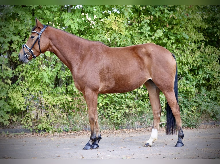 Deutsches Reitpony Stute 4 Jahre 146 cm Brauner in Windhagen