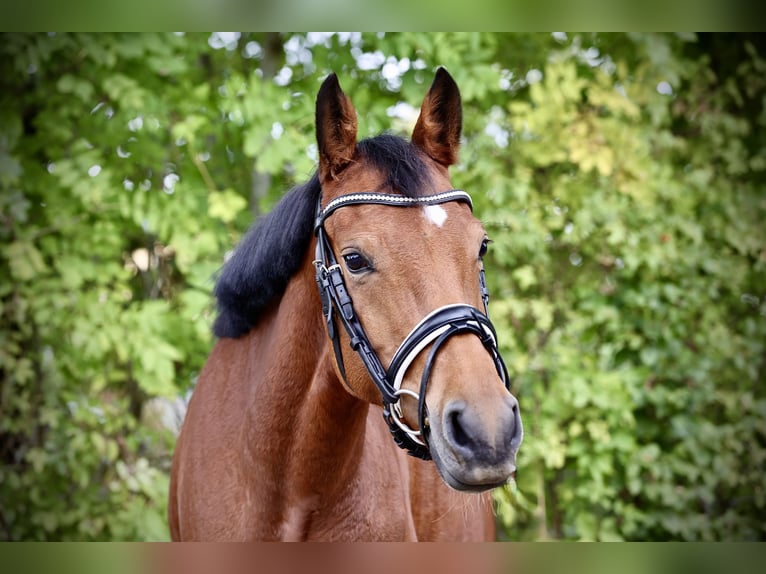 Deutsches Reitpony Stute 4 Jahre 146 cm Brauner in Windhagen