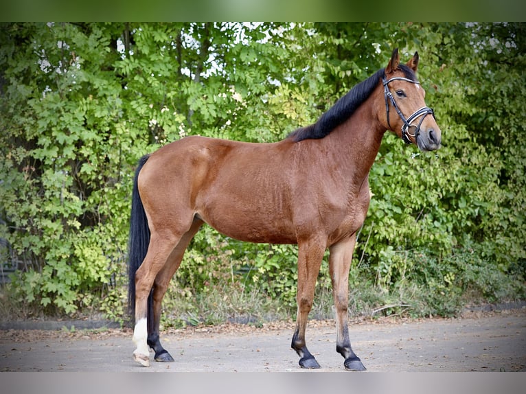 Deutsches Reitpony Stute 4 Jahre 146 cm Brauner in Windhagen