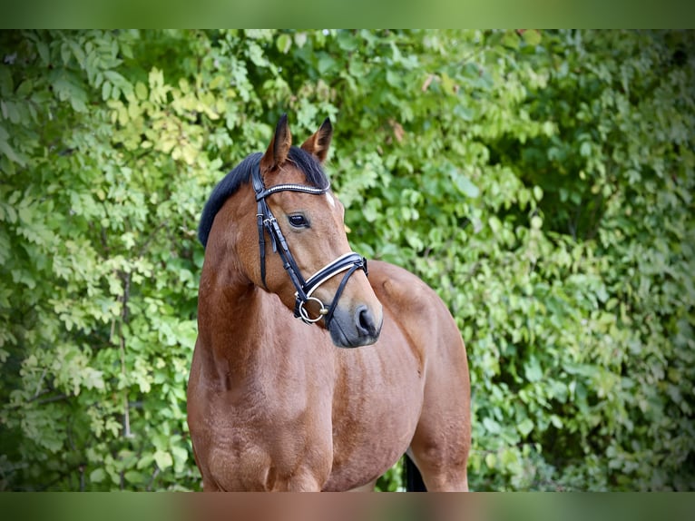 Deutsches Reitpony Stute 4 Jahre 146 cm Brauner in Windhagen